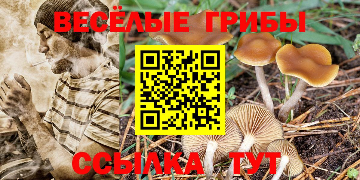 Псилоцибиновые грибы Psilocybine cubensis  закладки  Павлово  Вход с VPN 